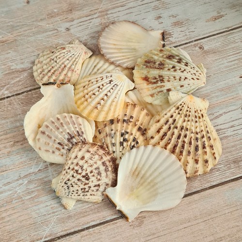 Craft scallop shells - scallop, candy