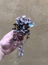 Buy ! Rare pink Variegated String of Heart Plant in a tiny 4cm pot 