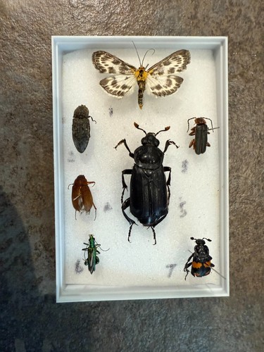 Seven great british insects