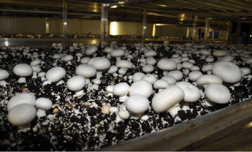 Button mushroom spawn - button,