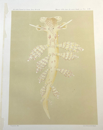 Antique sea slug mollusk - sea,
