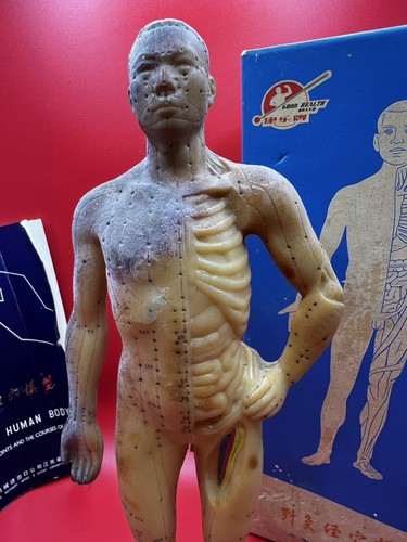 Male human anatomy model - model, with
