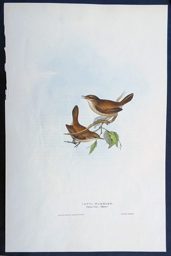 John gould birds ornithology - john,