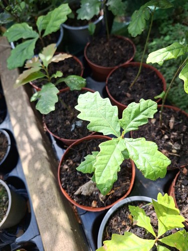 English oak tree starter - english,