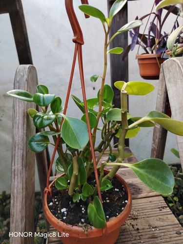 Peperomia obtusifolia plant - obtusifolia,