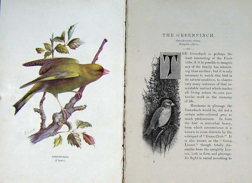 Original old antique - old, print