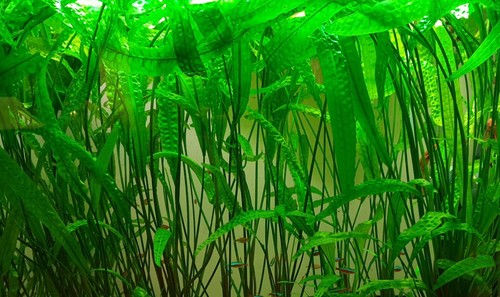 Cryptocoryne aponogiton rare - aponogiton,