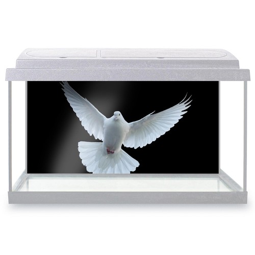Fish tank background beautiful - fish,