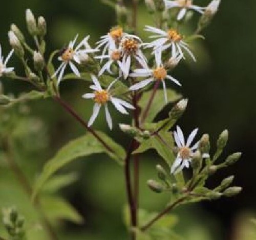 Aster macrophylla - aster,
