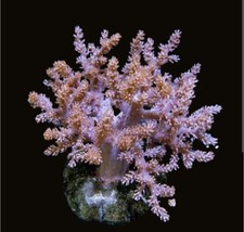  kenya tree Leather Coral Sinularia  Frag soft corals marine frags reef 