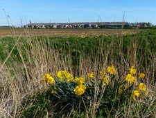 Photo 6x4 Daffodils next to