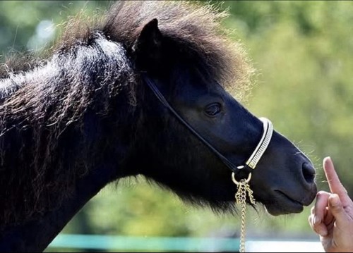 Falabella - ,
