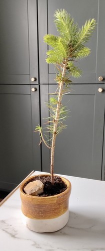 Blue spruce pica glauca tree - spruce,