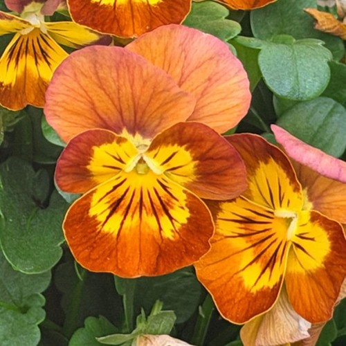 Viola terracotta hardy - viola,