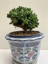 5x Pachyphytum compactum (Little Jewel) unrooted leaf cuttings - RARE