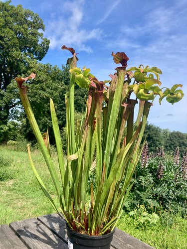 Sarracenia seedlings 03 - sarracenia,