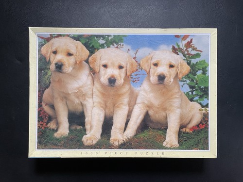Labrador retriever puppies - labrador,