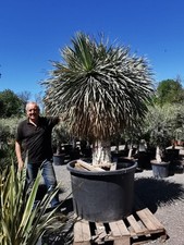1 x 9.5-10ft  Yucca Rostrata 375 Ltr .  Premium Quality 100s Instock!