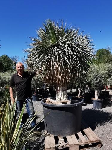 10ft yucca rostrata - x,