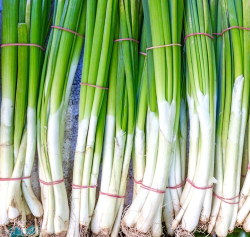 Spring onion seeds - seeds,