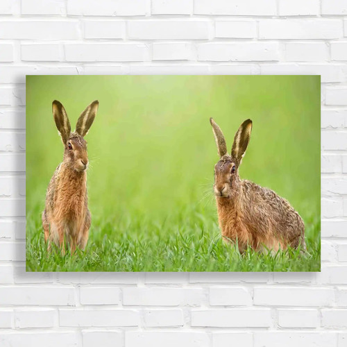 Easter bunny hares wildlife - easter,