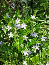 3 X Vinca Major (Periwinkle)
