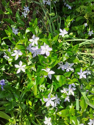 Vinca collection - vinca,