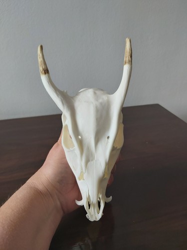 Muntjac buck deer skull - muntjac,