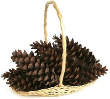 10 EXTRA LARGE PINE CONES long