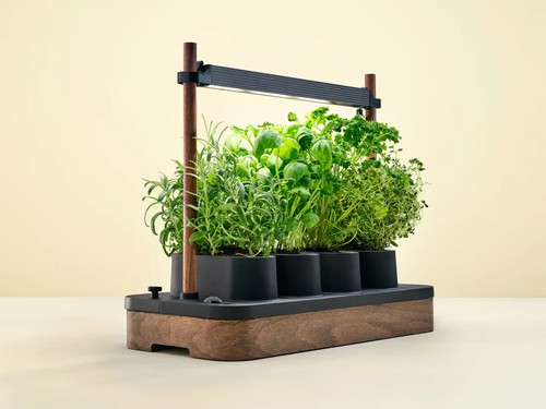 Auk mini bundle - bundle, starter