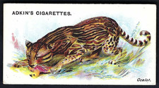ADKIN - WILD ANIMALS OF THE