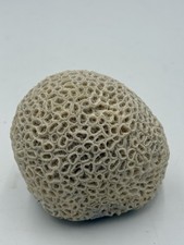 🌟Brain Coral Nautical Ocean Coastal Decor🌟