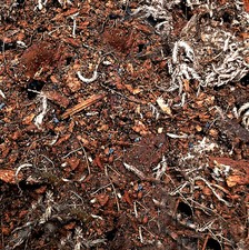 Specialty Terrarium Soil Mix -