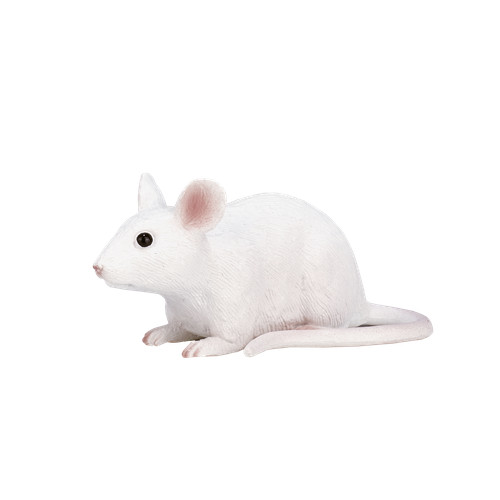 Mojo white mouse cute - mojo,