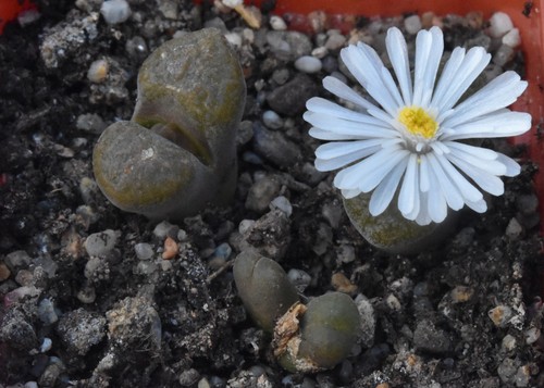 Conophytum verrucosum 1994 - conophytum, r&y