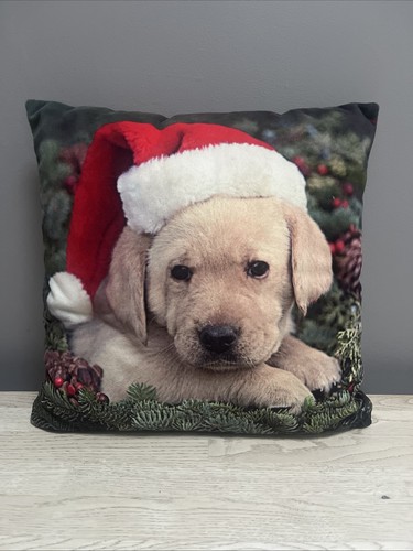 Labrador puppy wearing - labrador,