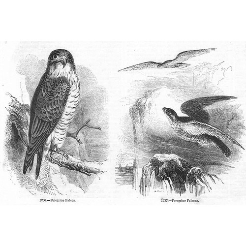 Birds peregrine falcon - falcon,