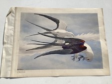 Original Swallow-Tailed Kites