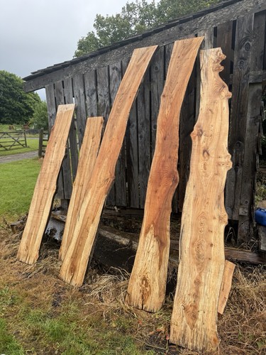Elm timber boards - timber, live