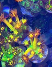 Amazeballs Goni Goniopora High