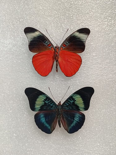 Panacea prola butterfly - panacea,