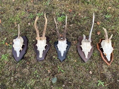 Nice roe deer buck - 5x,