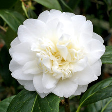 Camellia Baby Sis White Hardy