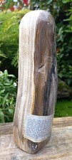 Petrified Fossil Wood Specimen