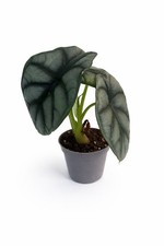 Alocasia Silver Dragon Scale