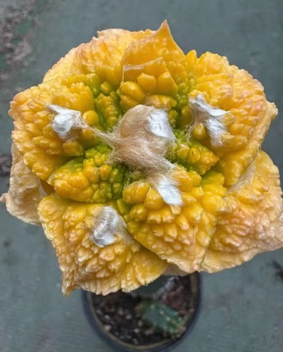 Live house plant - live, ariocarpus
