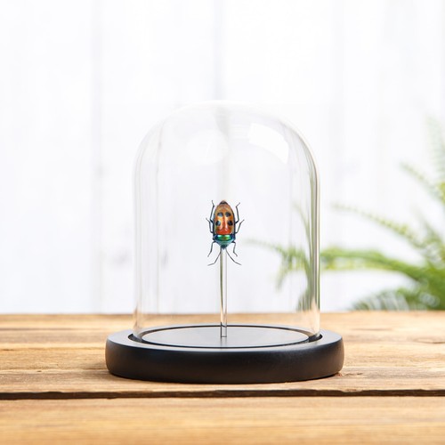 Jewel man face bug - bug, in