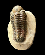 Fabulous quality Reedops Trilobite fossil - Devonian Trilobiten- Devonian trilo