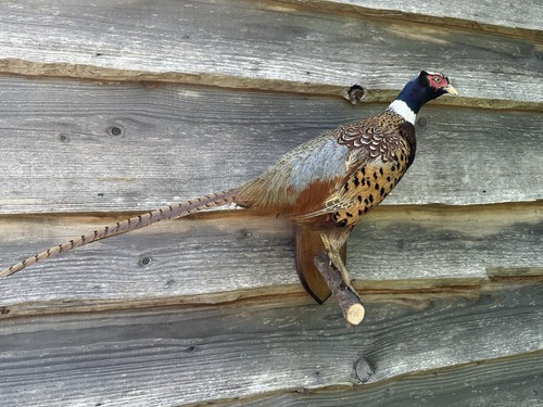 Ringneck cock pheasant - ringneck,