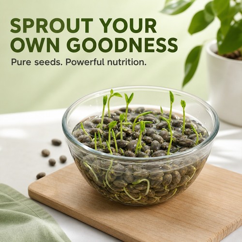 100x lotus seeds - 20/100x, aquatic